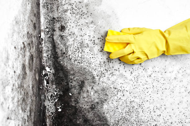 Professional Mold Removal in Port Isabel, TX