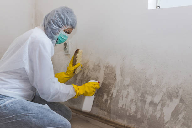 Best Mold Testing  in Port Isabel, TX