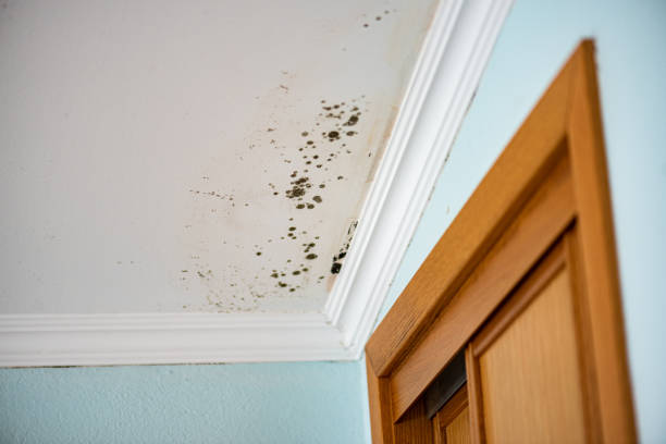 Best Residential Mold Removal  in Port Isabel, TX